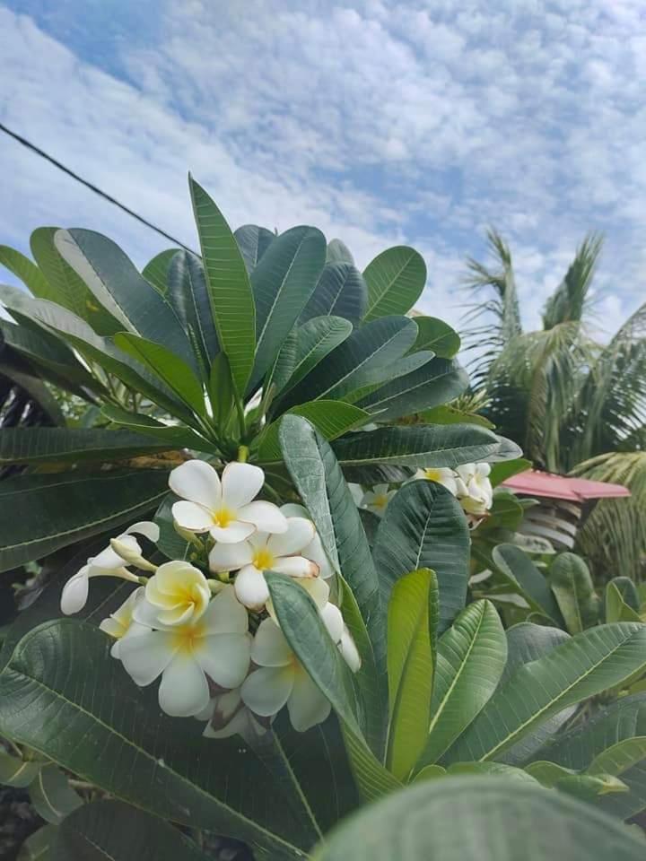 Langkawi Homestay Bunga Padi Kuah Kültér fotó